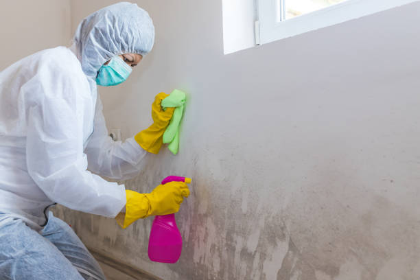 Best Environmental Consulting for Mold Prevention in Oatfield, OR